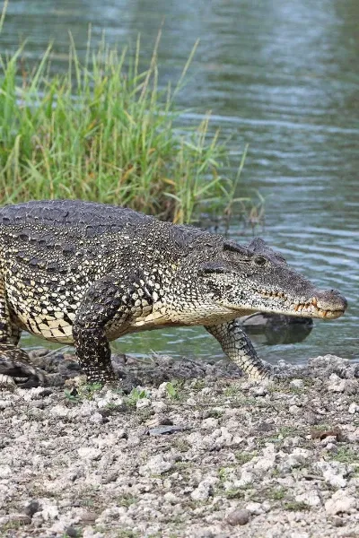 Cuban Crocodile