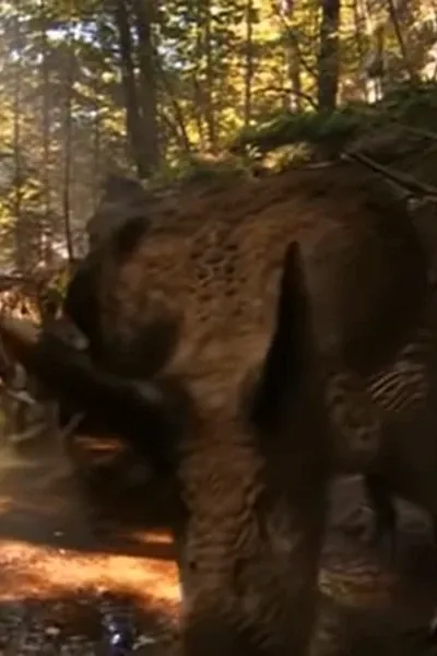 Zuniceratops (When Dinosaurs Roamed America)