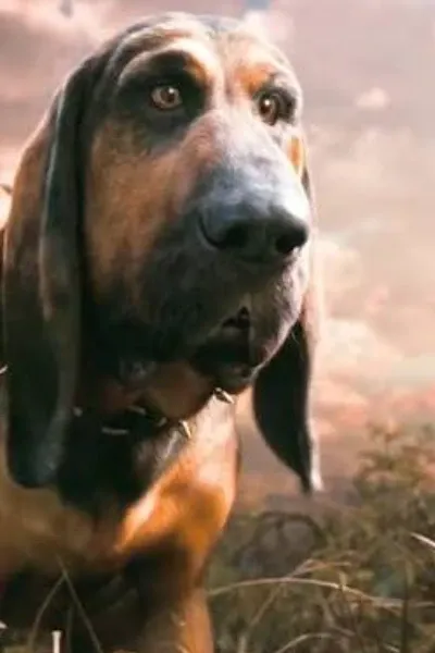 Bayard the Bloodhound photo