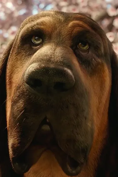 Bayard the Bloodhound photo