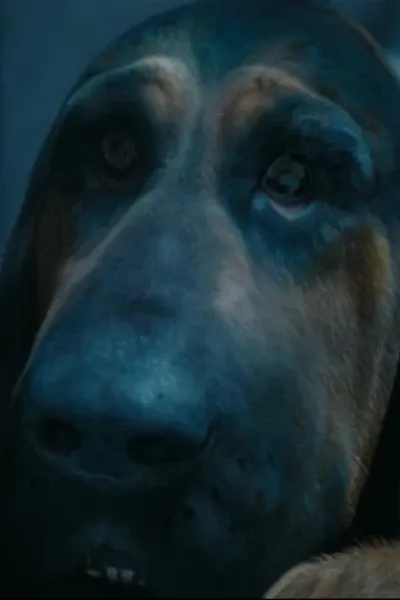 Bayard the Bloodhound photo