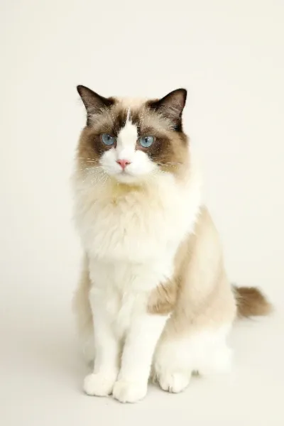 Mochi