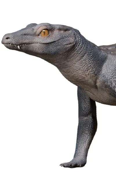 Araripesuchus photo
