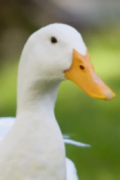 Duck sounds photo
