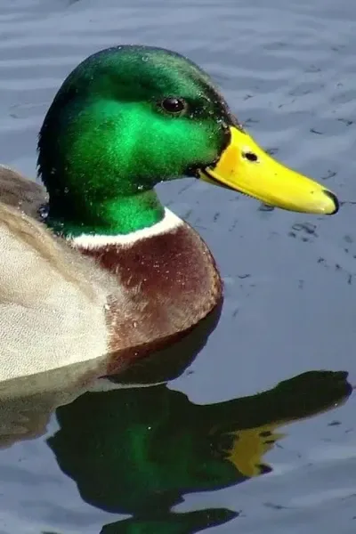 Duck sounds