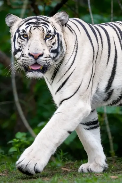 Bengal Tiger photo