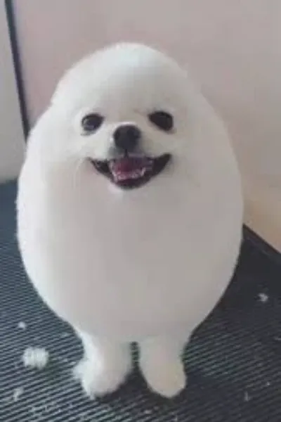 Eggdog