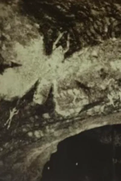 Mothra (MonsterVerse) photo