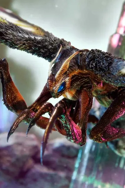 Mothra (MonsterVerse) photo