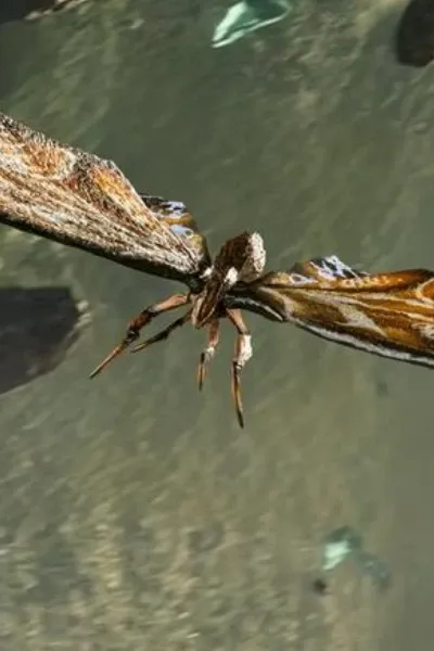 Mothra (MonsterVerse) photo