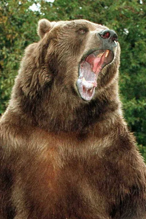 Local Bear