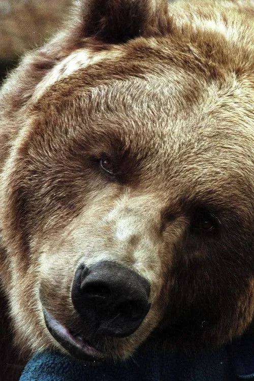 Bart the Bear photo