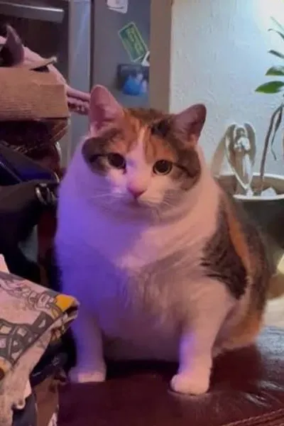 Mochi