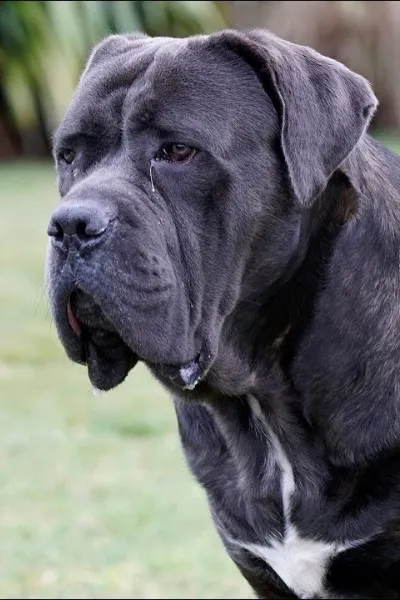 Cane Corso photo