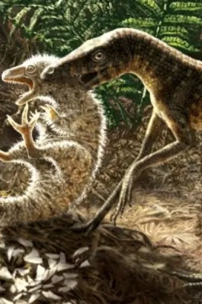 Macelognathus photo