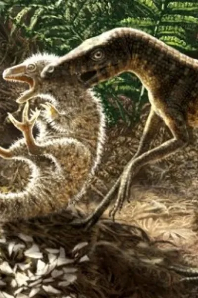 Macelognathus photo