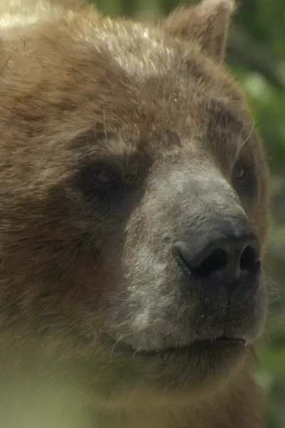 Arctotherium photo