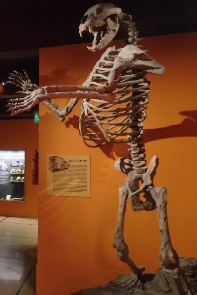 Arctotherium photo