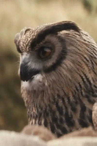 Owl (Winnie the Pooh) photo