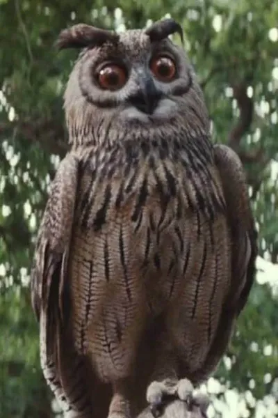 Owl (Winnie the Pooh) photo