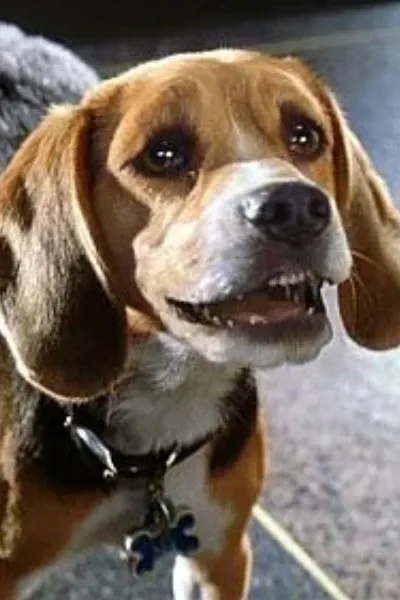 Lou (Cats & Dogs) photo