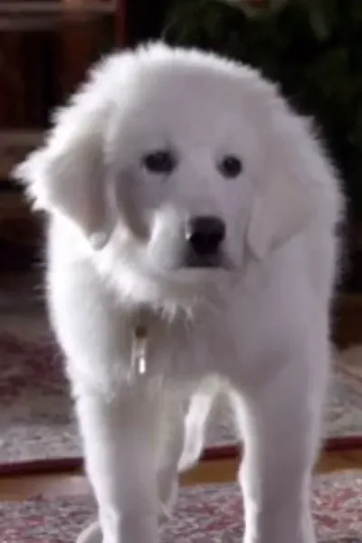 Puppy Paws (Santa Buddies) photo