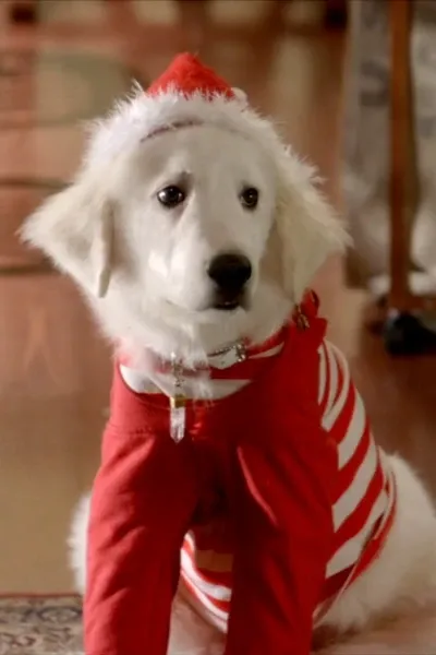 Puppy Paws (Santa Buddies)