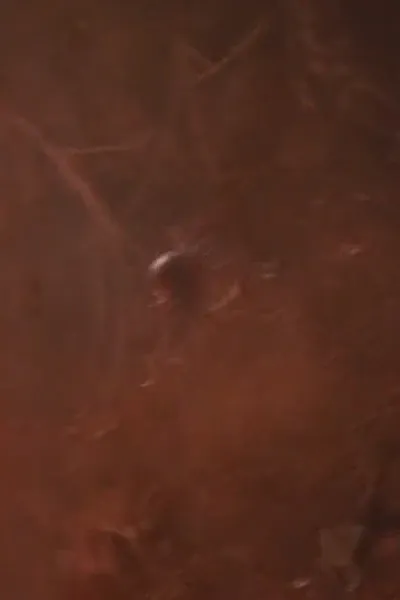 Giant Spider photo