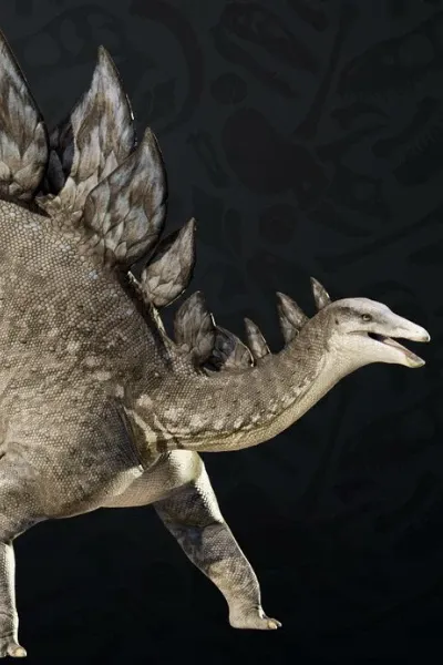 Stegosaurus photo
