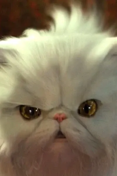 Mr. Tinkles photo