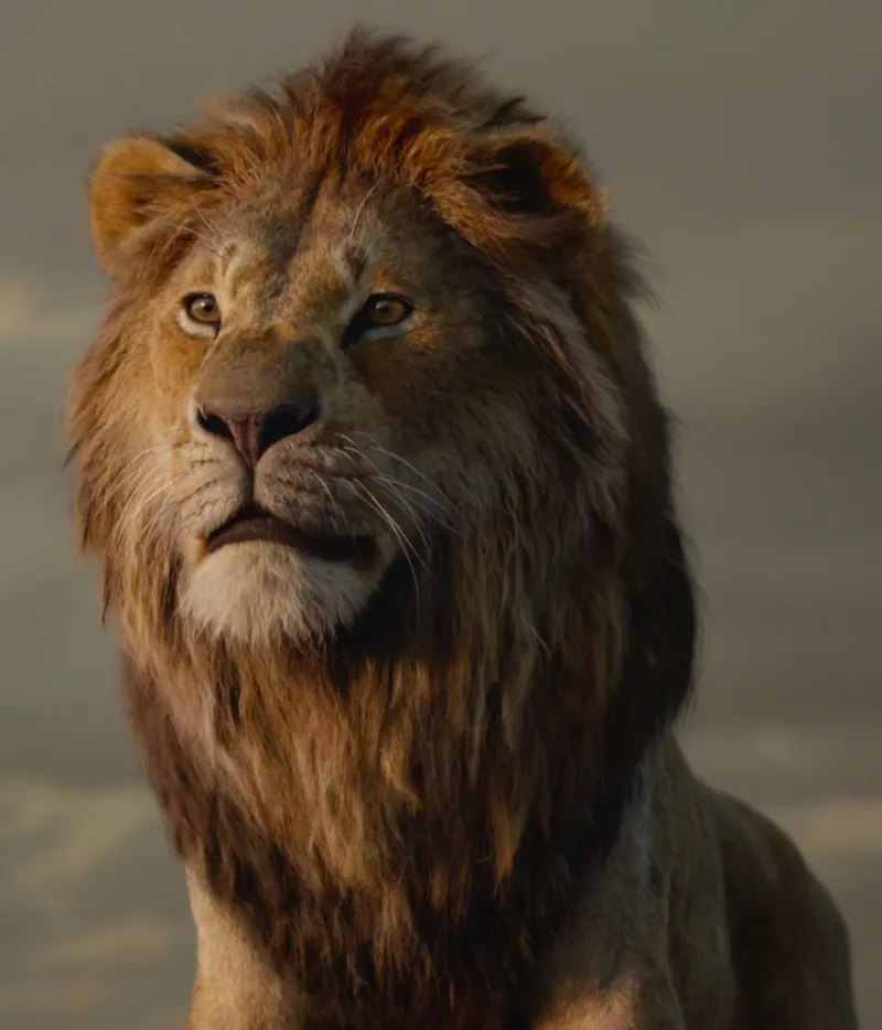 African Lion photo