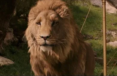 African Lion photo