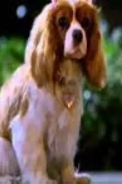 Polly (Underdog) photo