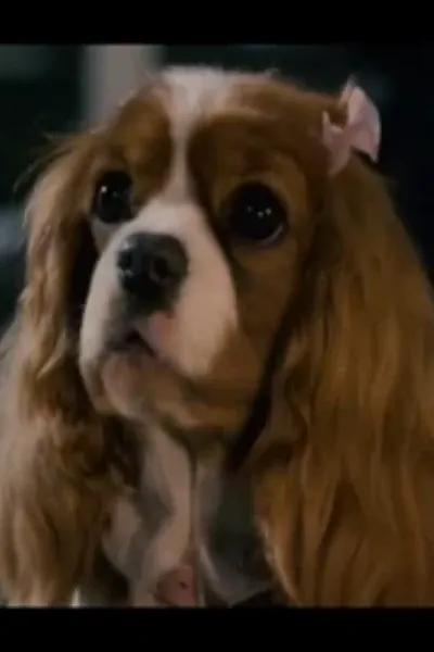 Polly (Underdog) photo