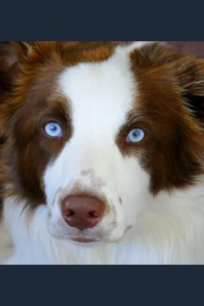 Border Collie photo