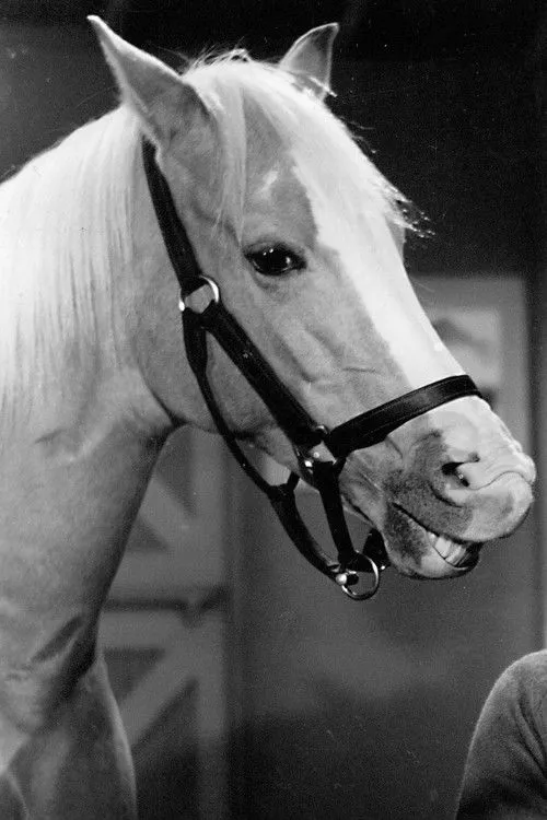 Horses