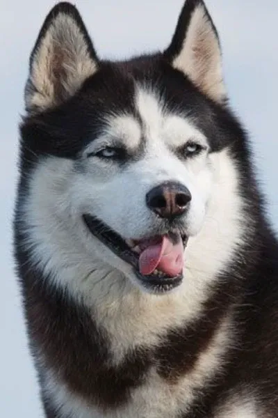 Siberian Husky photo