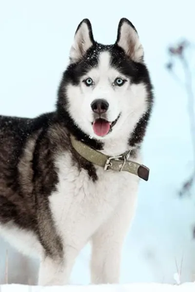 Siberian Husky photo