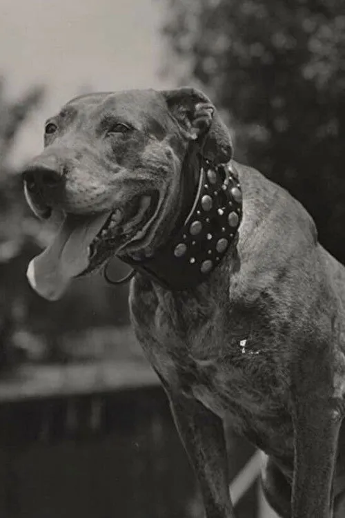 Teddy the Dog