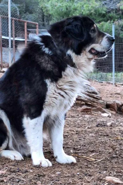 Greek Shepherd photo