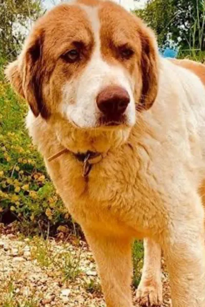 Greek Shepherd photo