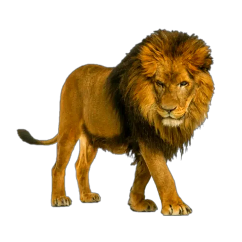 Lion photo