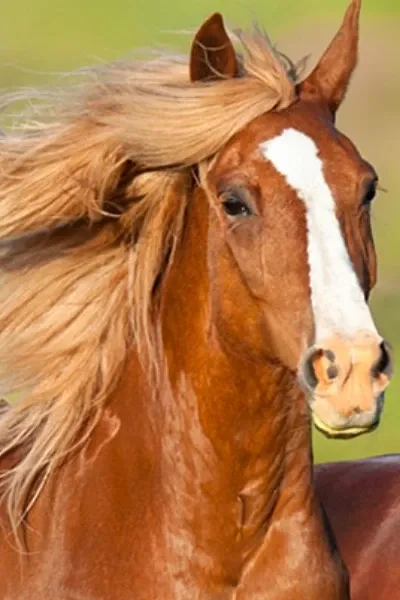 Horse (Animals) photo