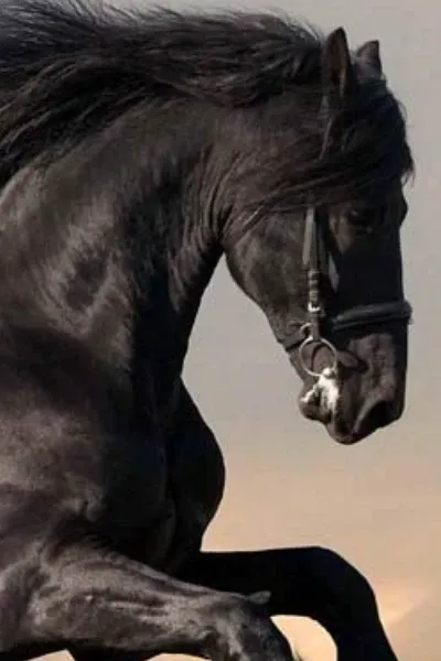 Horse (Animals) photo