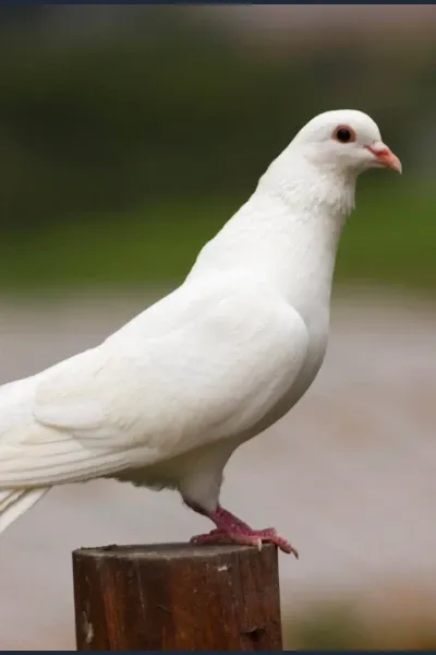 Dove photo
