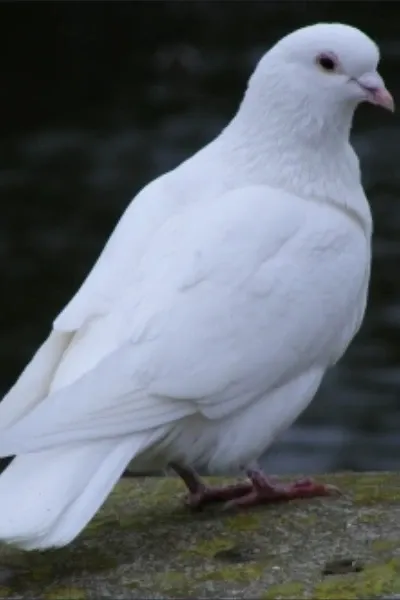 Dove photo