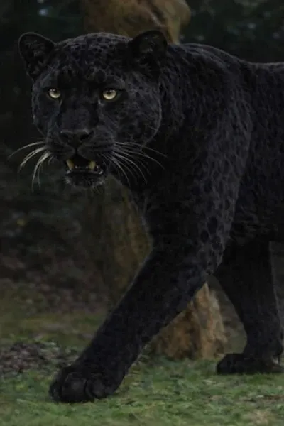 African Leopard photo