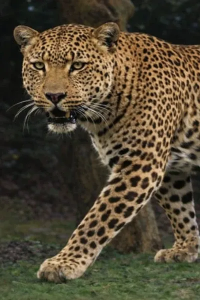African Leopard