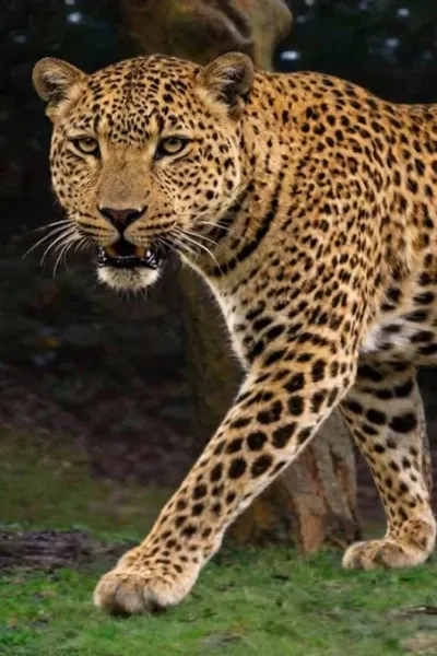 African Leopard photo