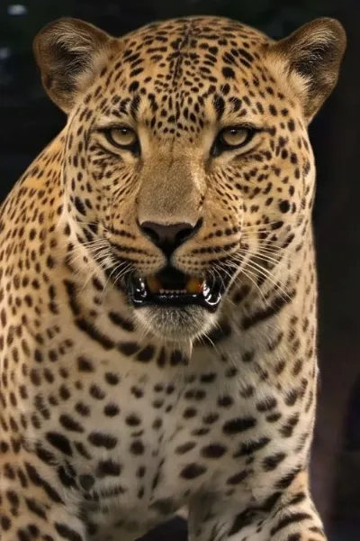 African Leopard photo